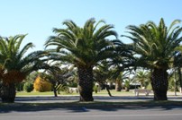 Palm trees lining a park in Scalea, Italy, located in the Calabria region